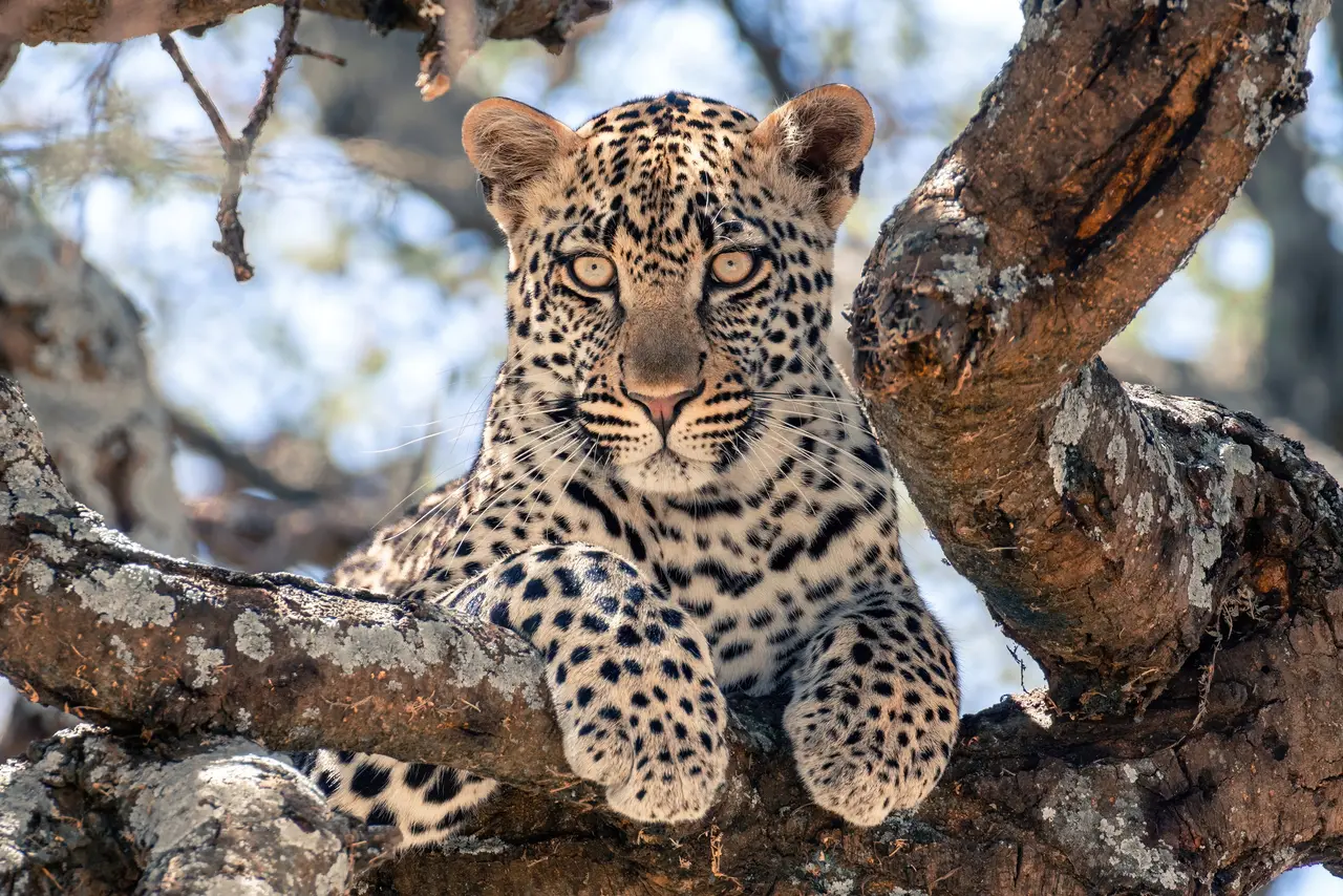 Giovane leopardo su un albero nel Serengeti