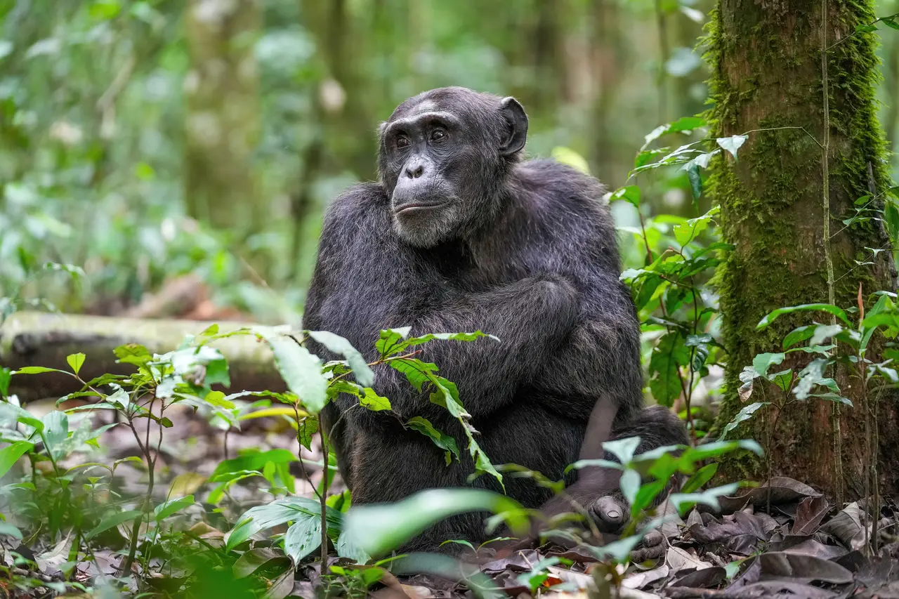 Uno scimpanzé maschio nella foresta di Kibale