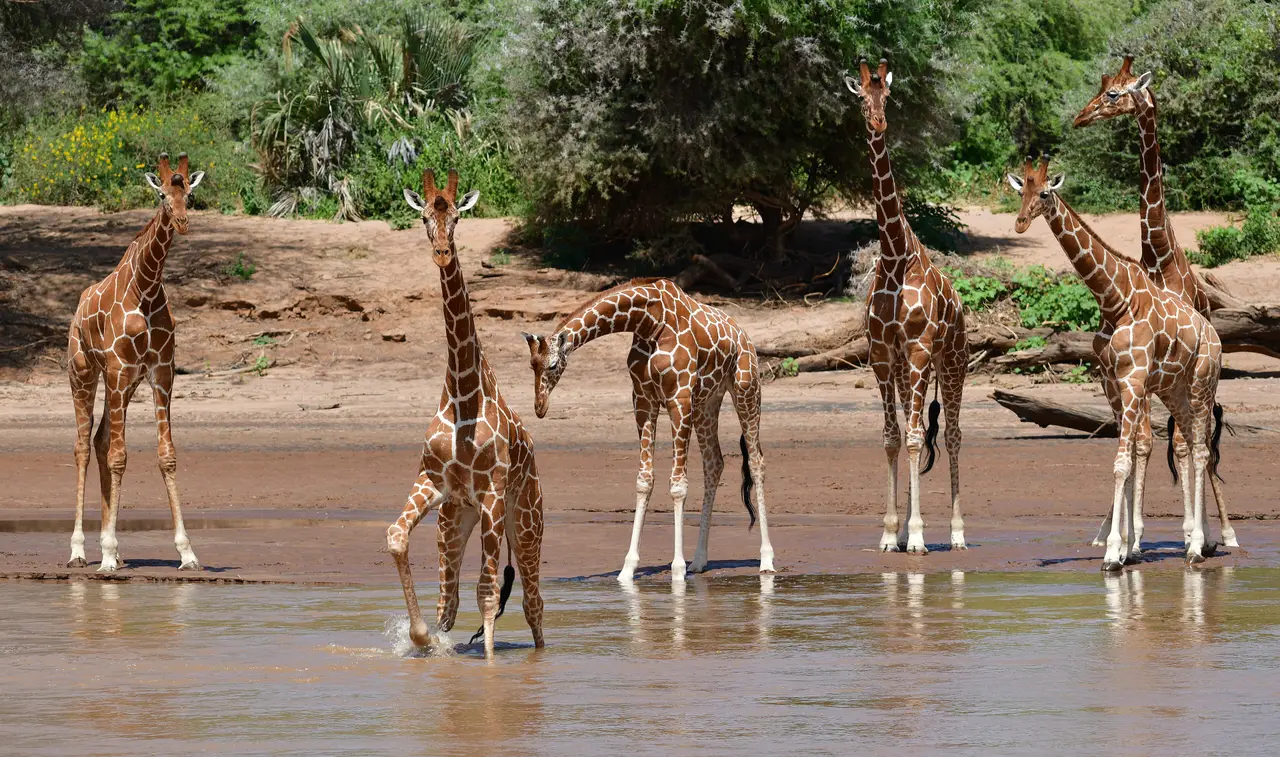 Giraffe reticolate a Samburu