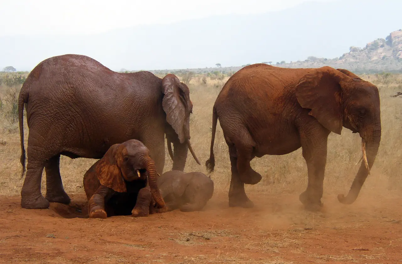 Elefanti rossi dello Tsavo Est
