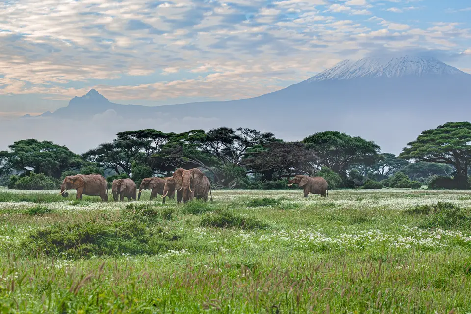 Elefanti ad Amboseli con il Kilimangiaro