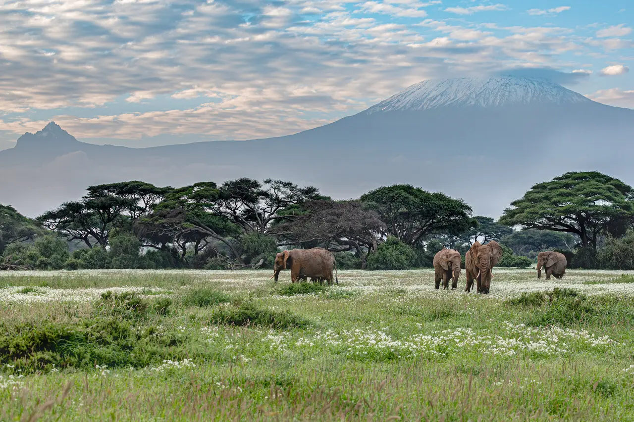 Elefanti ad Amboseli, in Kenya, con il Kilimangiaro innevato sullo sfondo