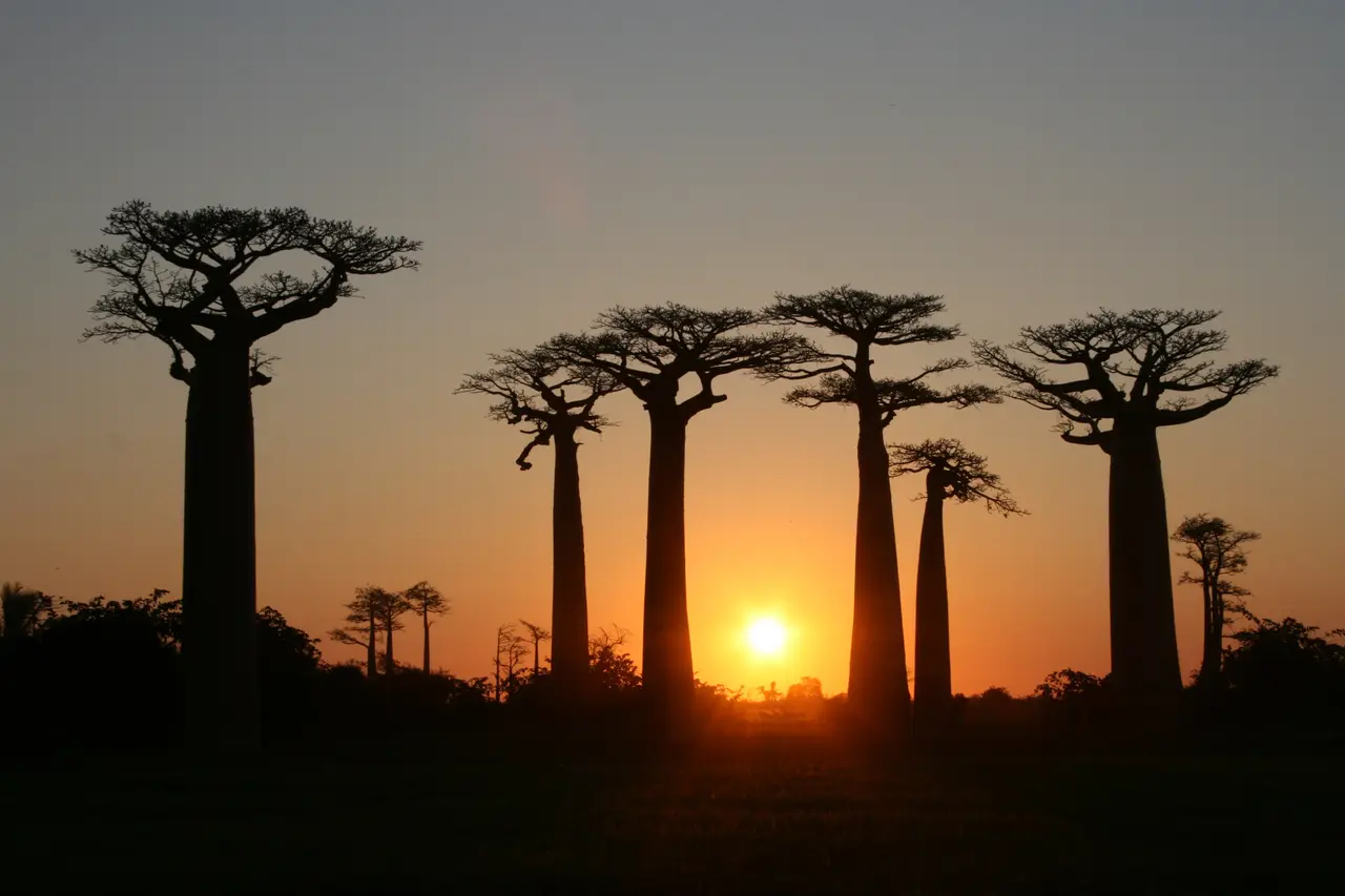 Die Allee der Baobabs bei Sonnenuntergang