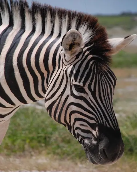 Zebra in primo piano nella savana
