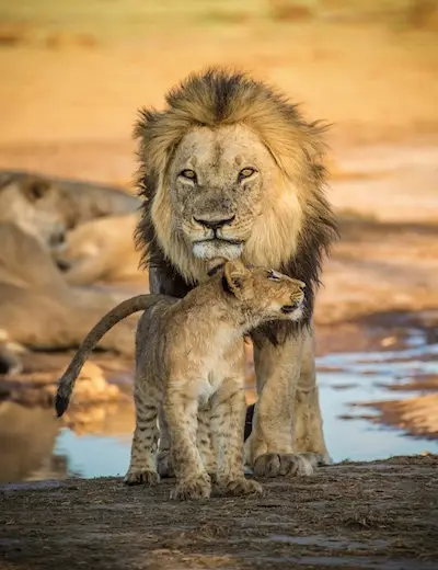 Leone maschio con un cucciolo accanto a una pozza