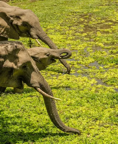 Junger Elefant frisst im grünen Buschwerk neben einem ausgewachsenen Tier
