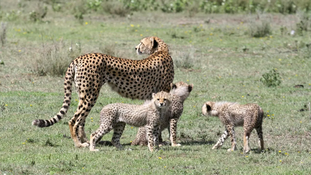 Ghepardo con i cuccioli a Ndutu