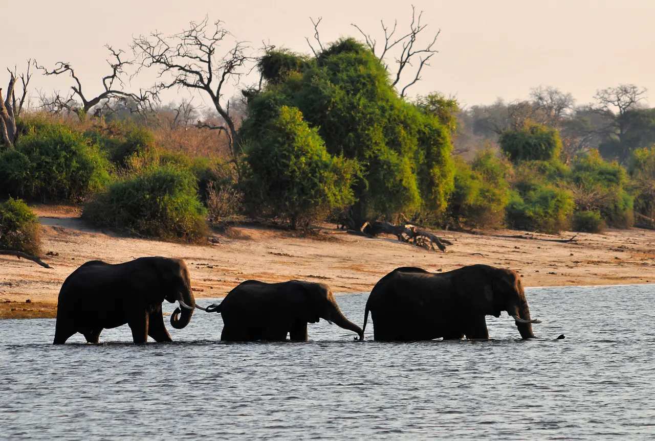 Elefanti che attraversano il fiume Chobe