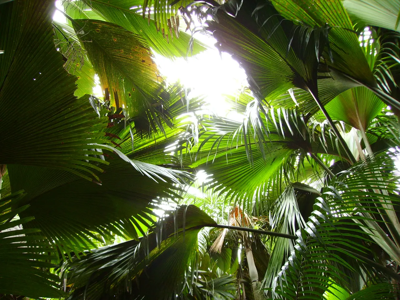 Le foglie delle palme coco de mer nella Vallée de Mai