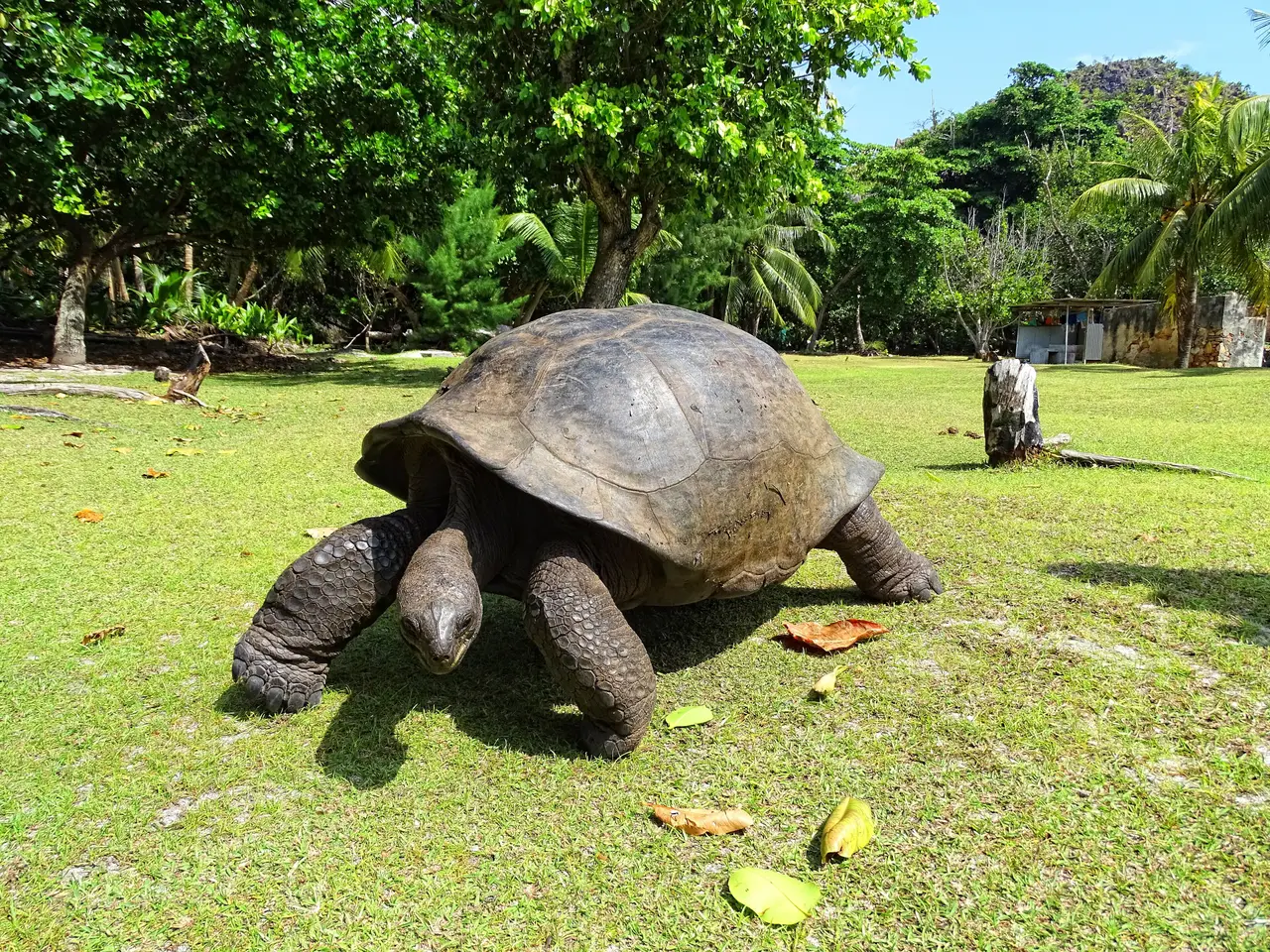 Una tartaruga gigante di Aldabra a Curieuse