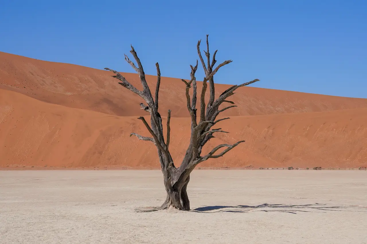 Un’acacia morta nel Deadvlei, Namibia