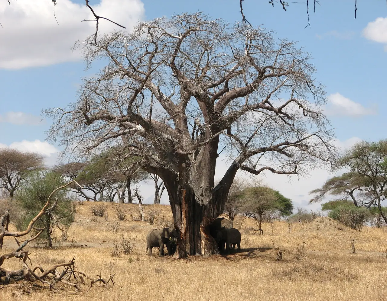 Elefanti che mangiano la corteccia di un baobab