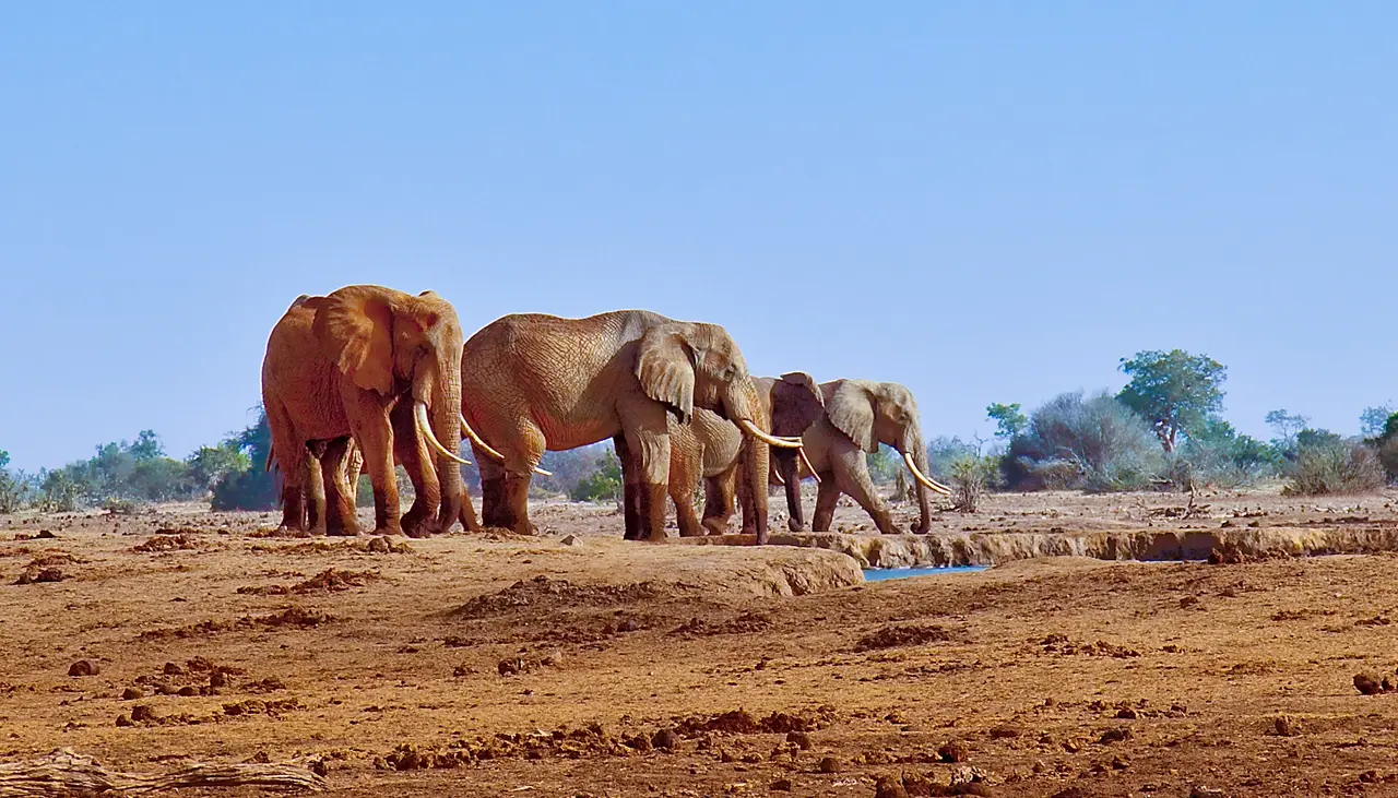 Elefanti allo Tsavo Est