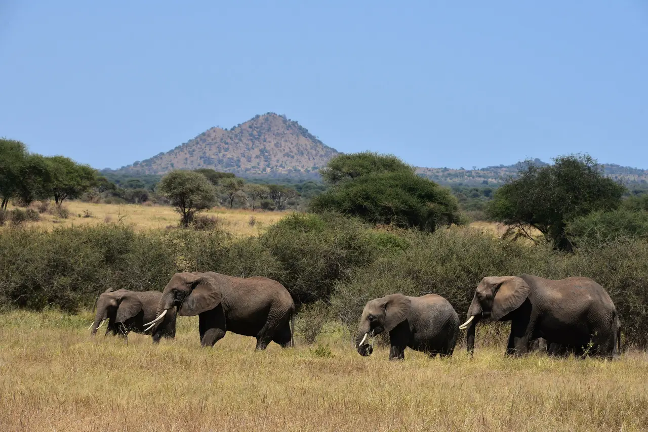 Elefanti nel Tarangire, con una collina sullo sfondo