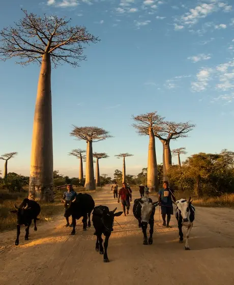 Il Viale dei Baobab in Madagascar, con persone e zebù sulla strada