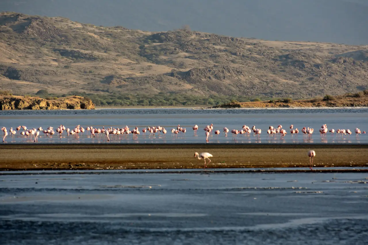 Fenicotteri sul Lago Natron