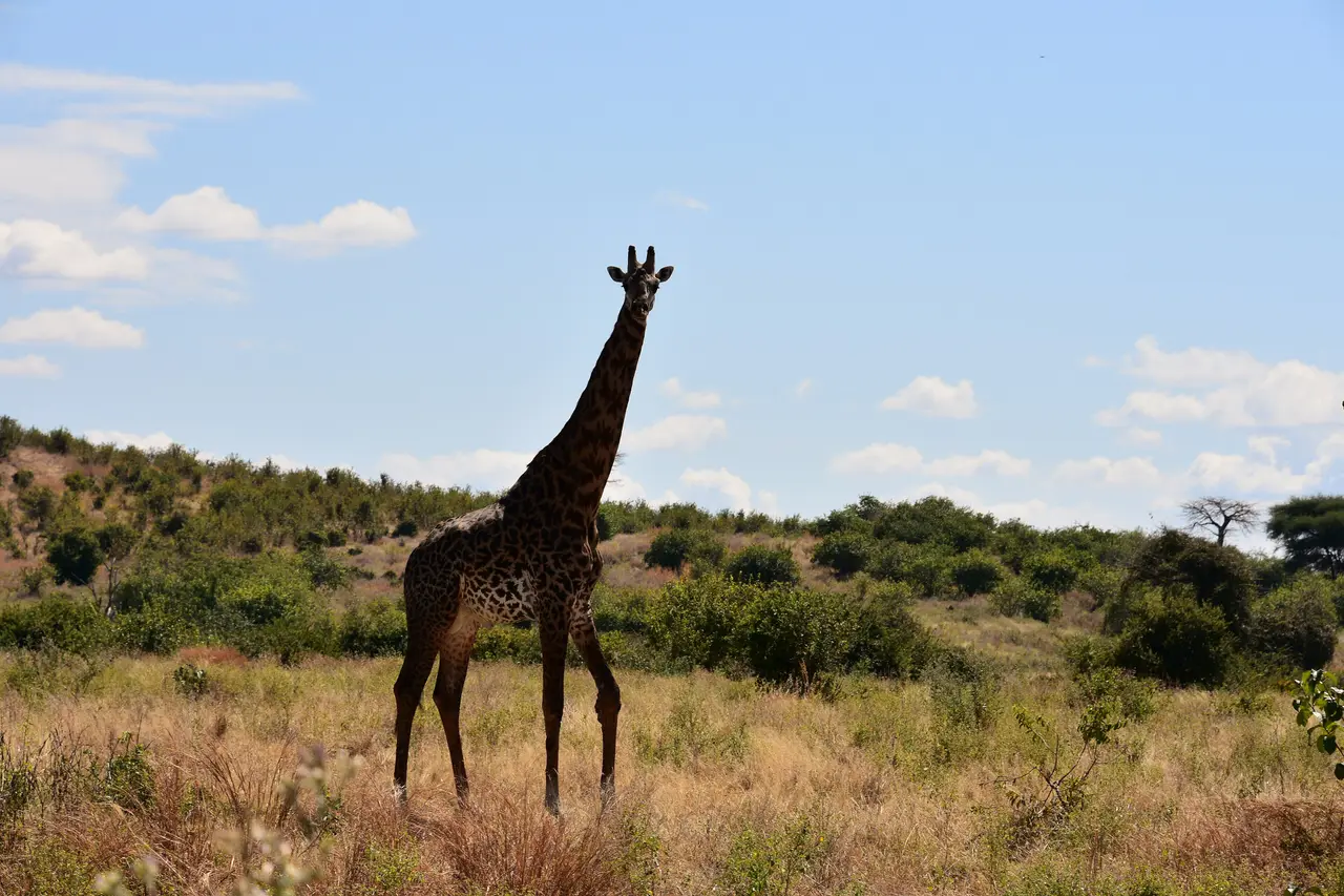 Giraffa nel Parco Nazionale del Ruaha