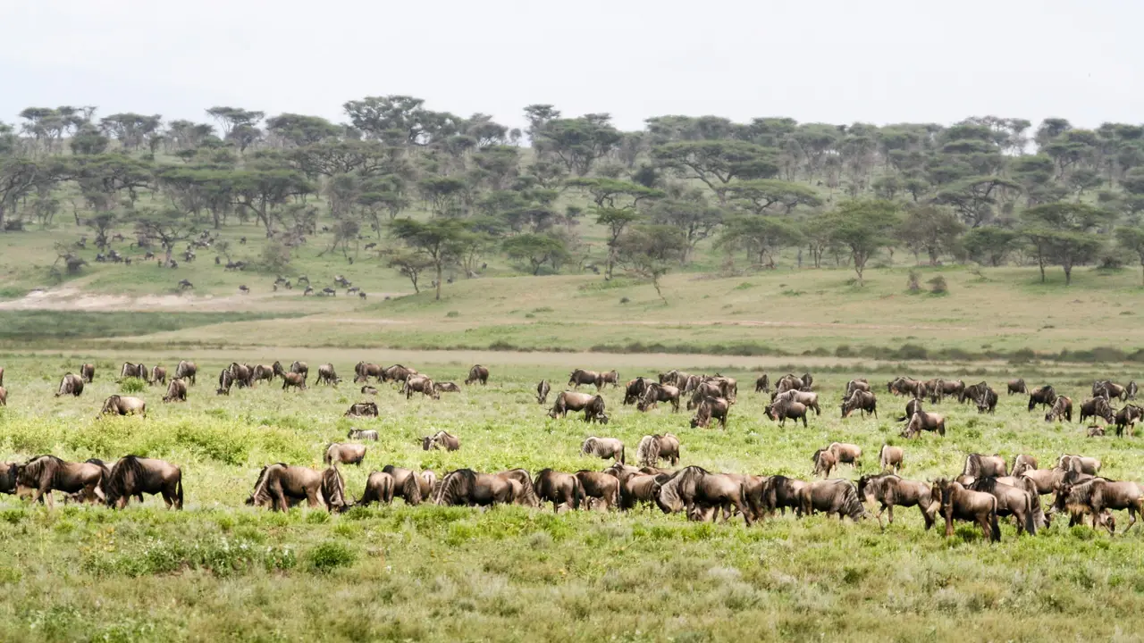 Branco di gnu sulle piane di Ndutu
