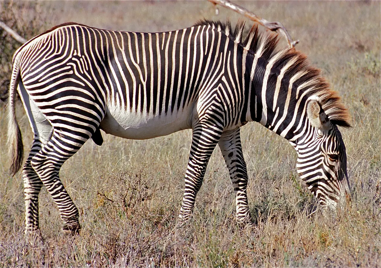 Zebra di Grevy a Samburu