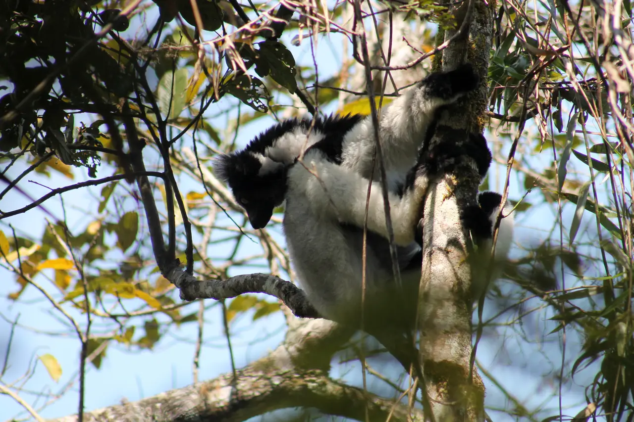 Indri at Andasibe