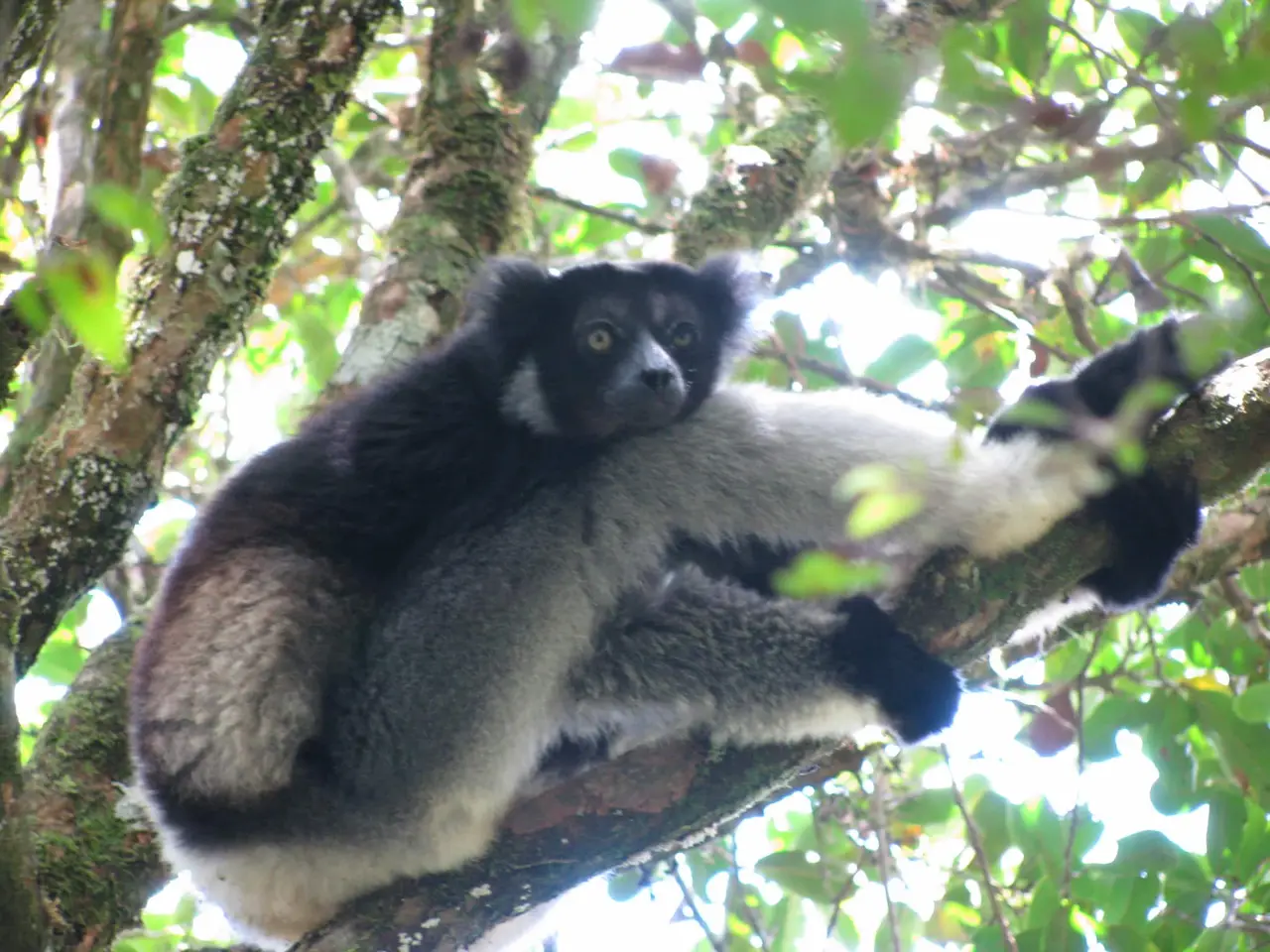 Indri nella foresta di Andasibe