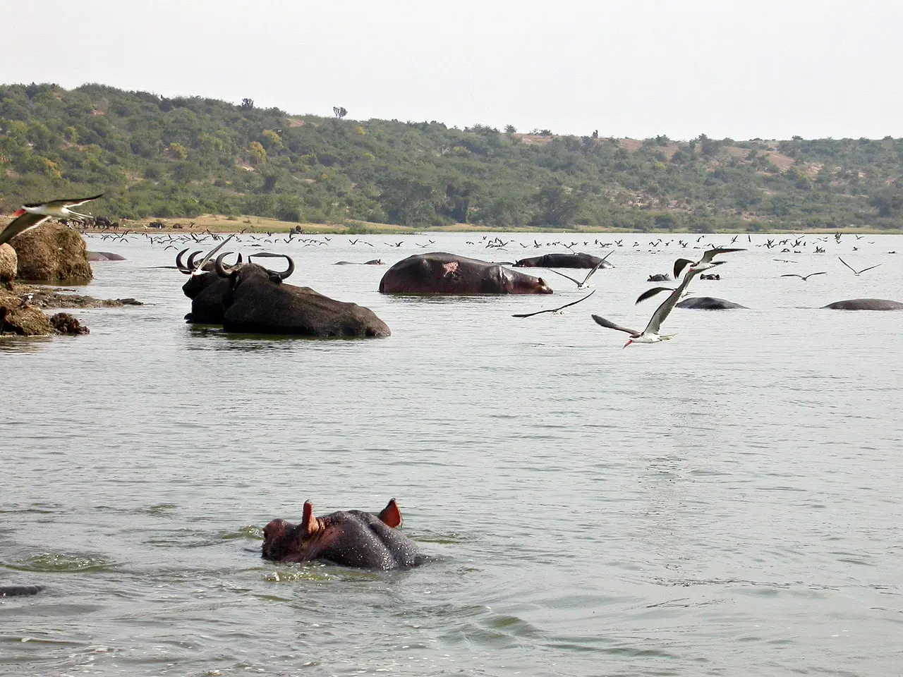 Bufali e ippopotami nel canale di Kazinga