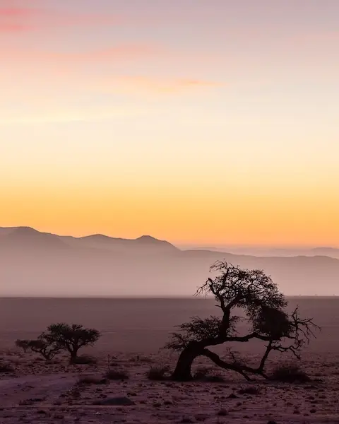 Albero contorto nel deserto della Namibia al crepuscolo