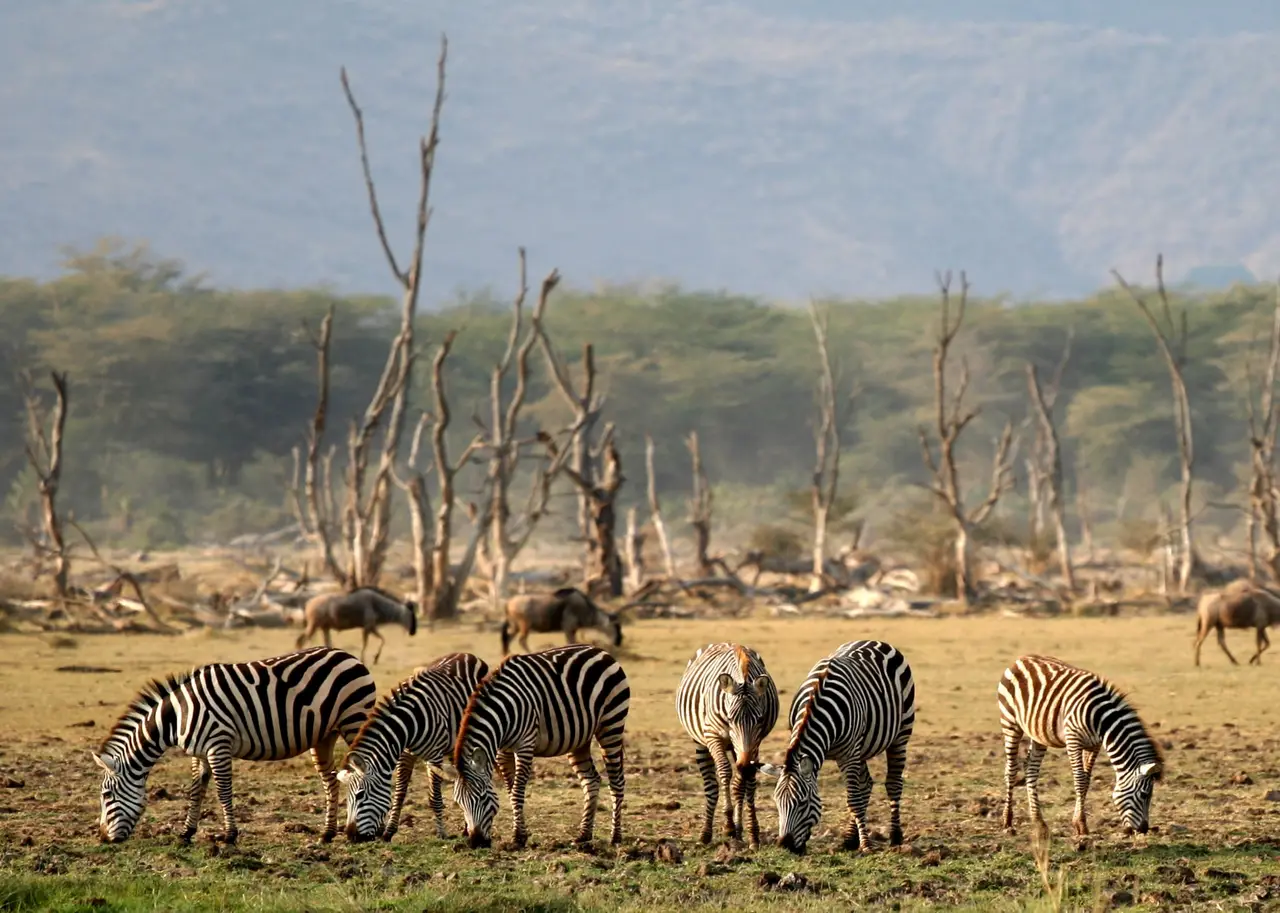 Zebre sulle rive del lago Manyara