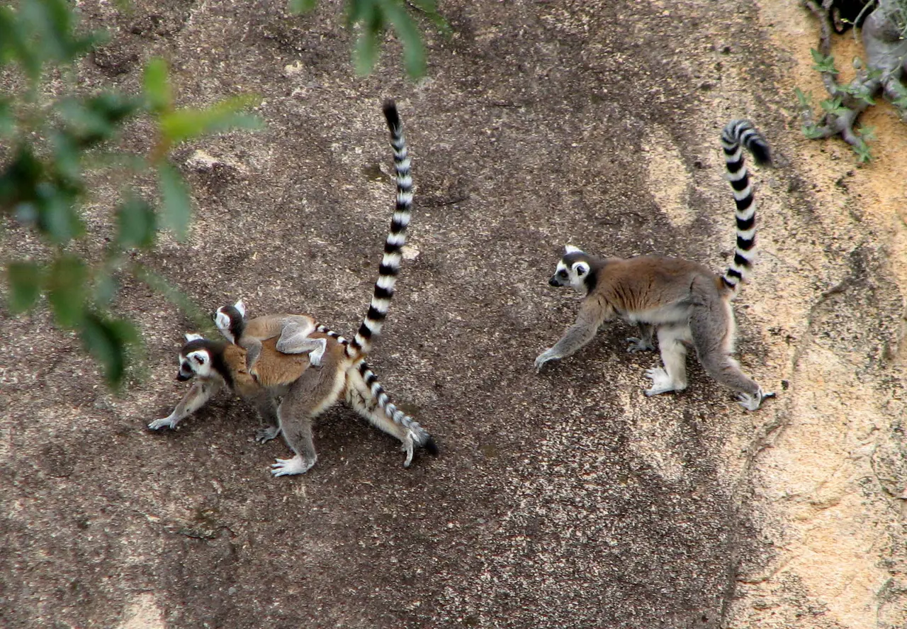 Ring-tailed lemurs among the rocks