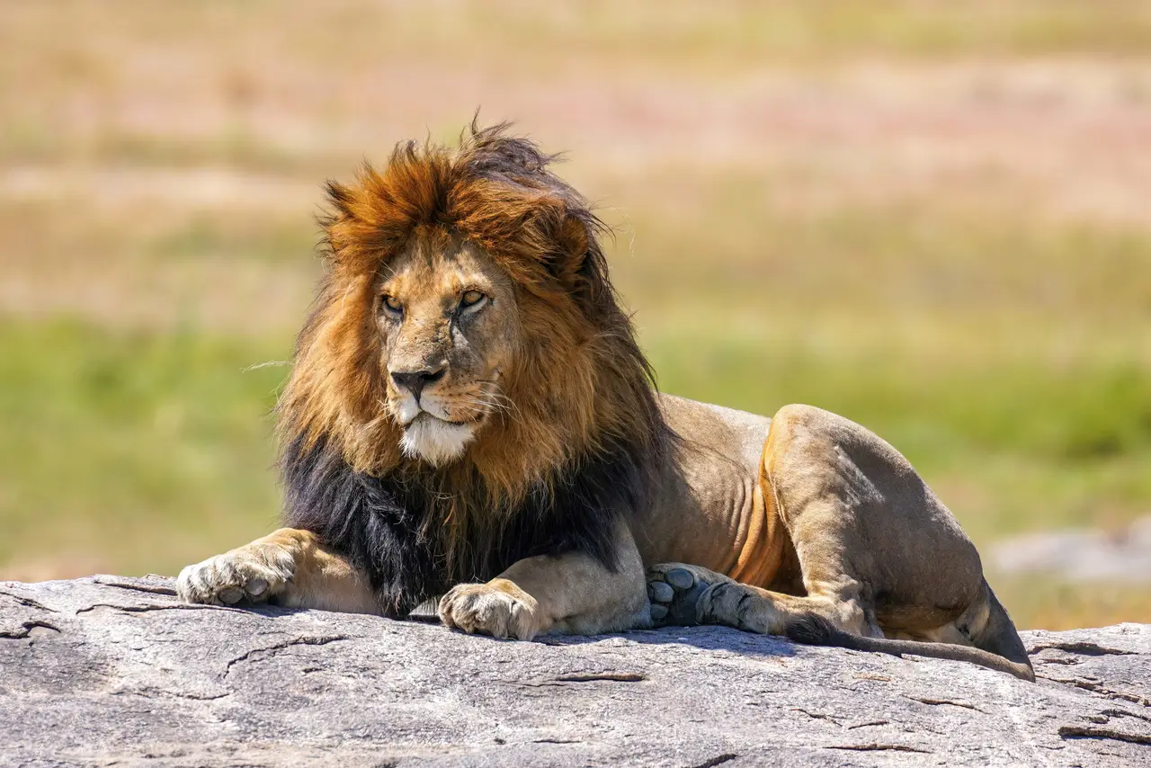 Leone sdraiato su una roccia nel Serengeti