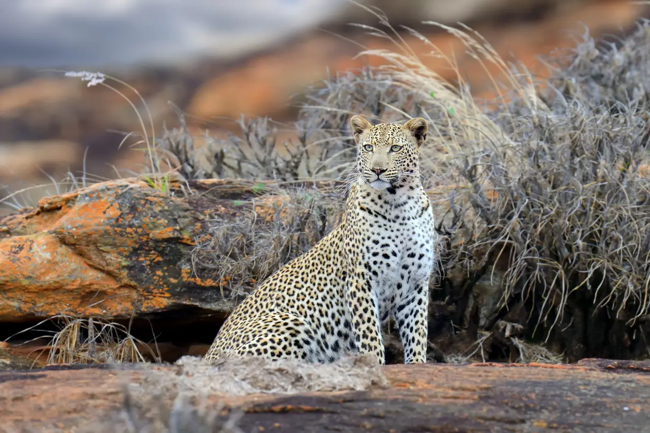 Leopardo nello Tsavo Est