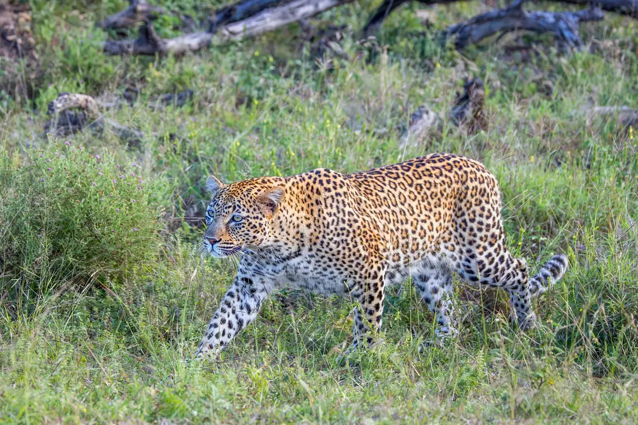 Un leopardo cammina nella savana del Kruger