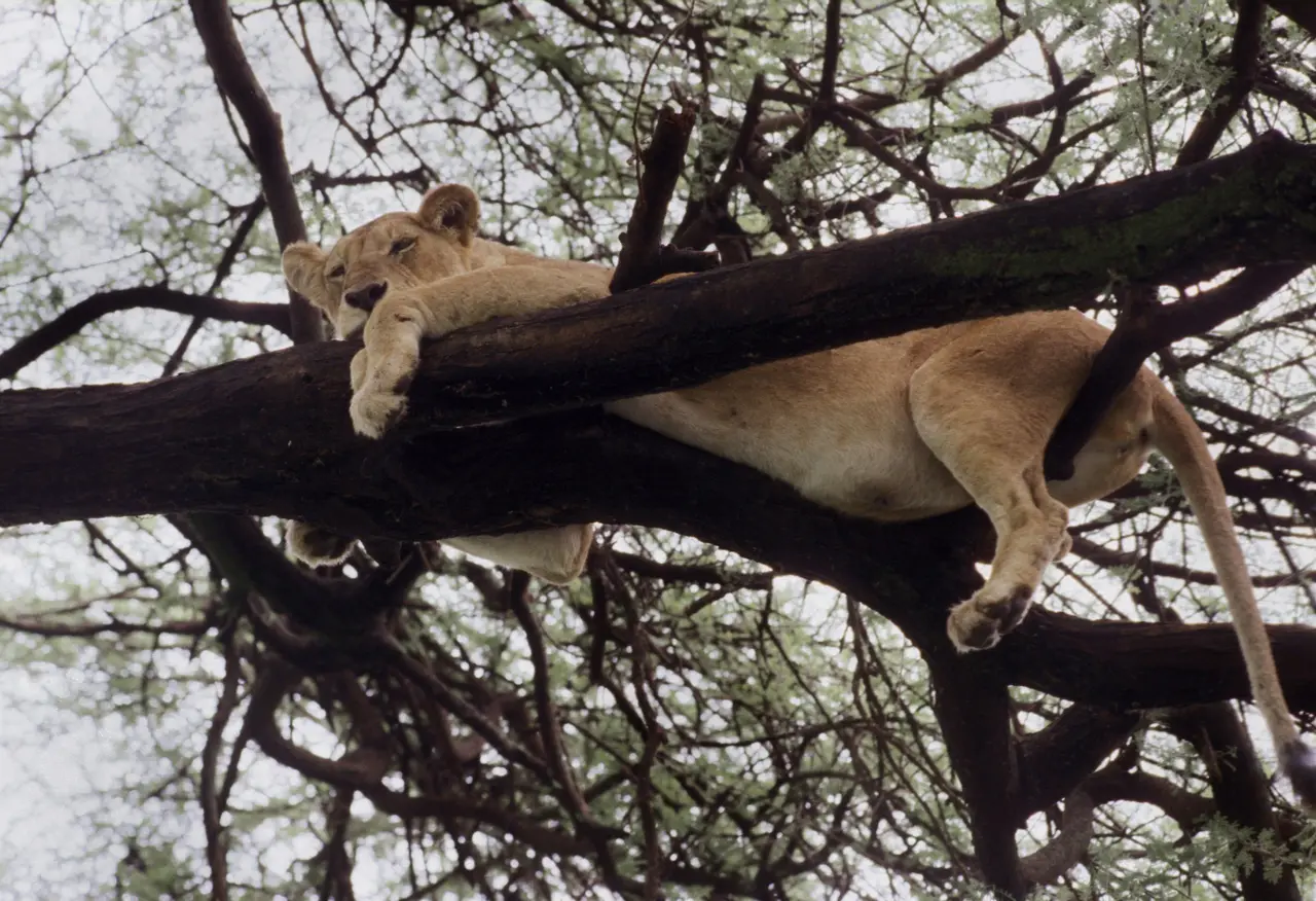 Leonessa su un albero al lago Manyara