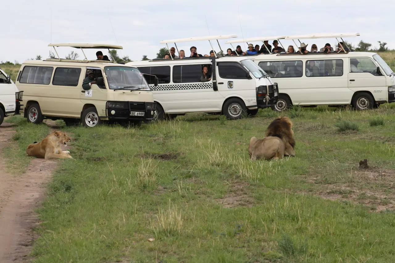 Una fila di minibus attorno a due leoni nel Masai Mara