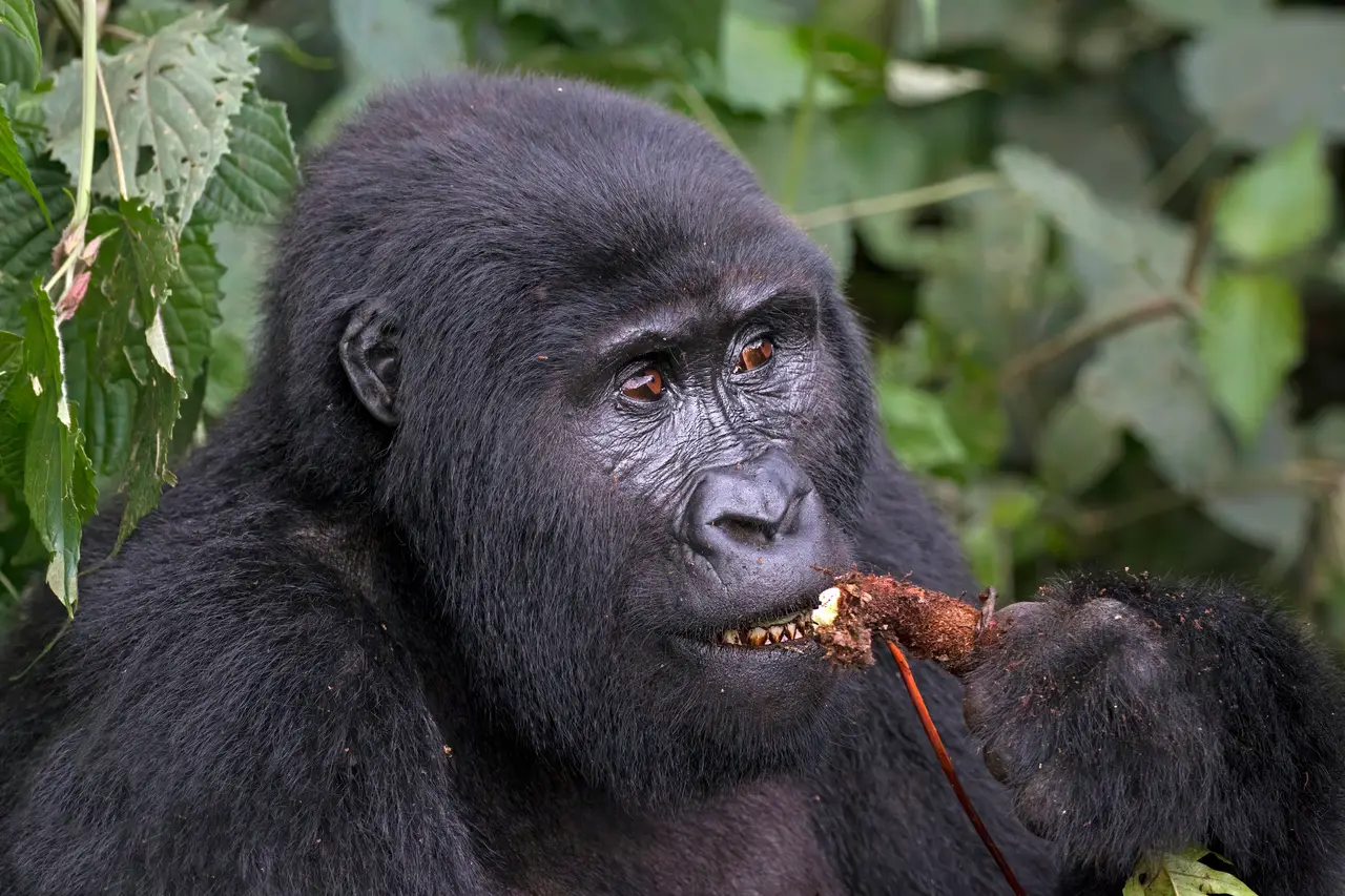 Gorilla di montagna, Bwindi