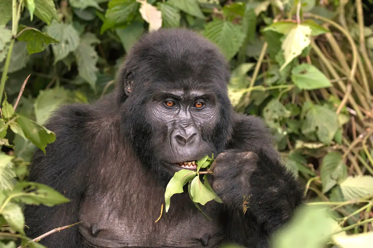 Un gorilla di montagna mangia foglie nella foresta di Bwindi