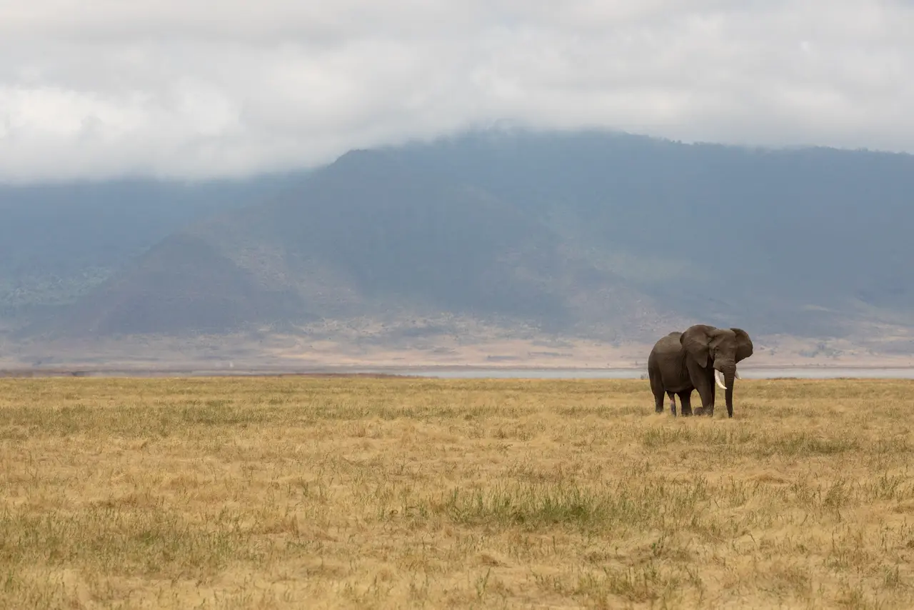 Un elefante sul fondo del cratere di Ngorongoro