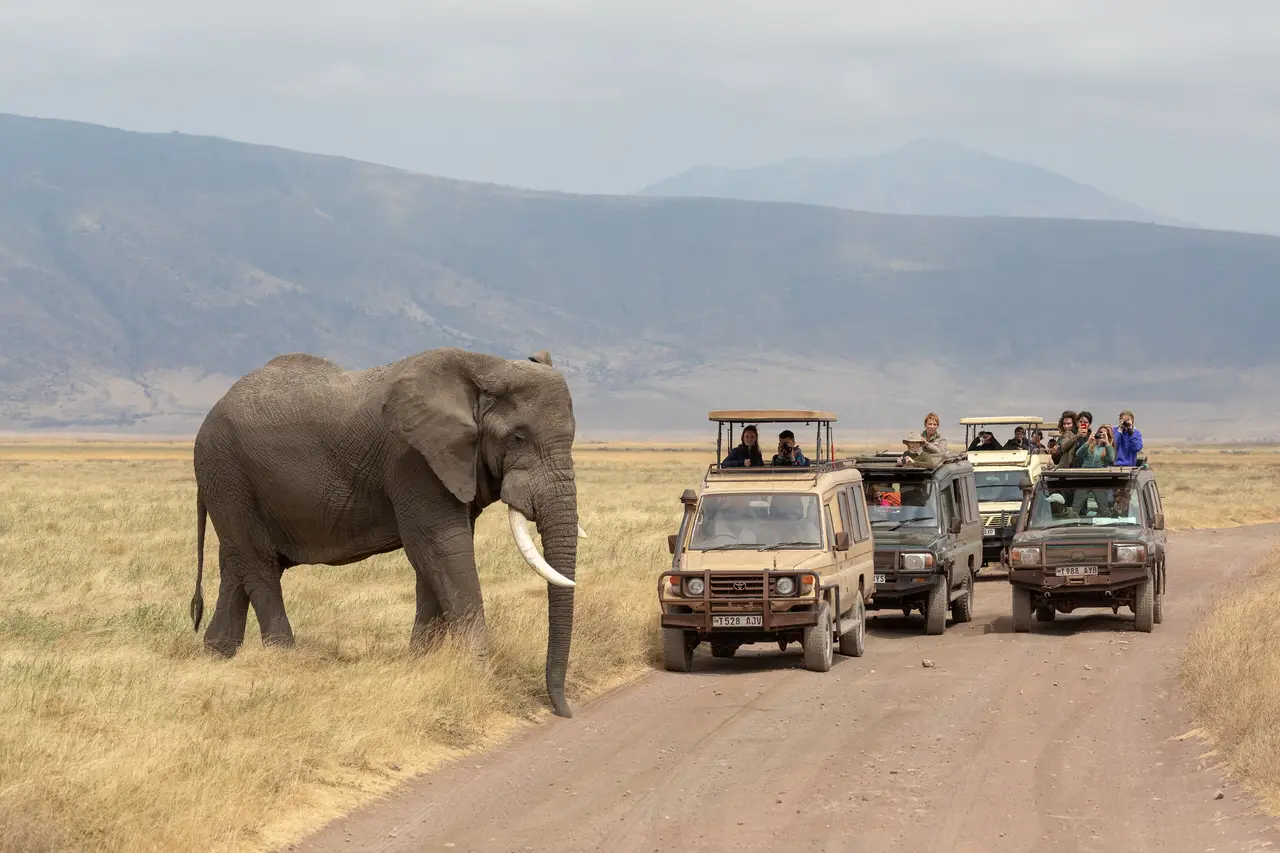 Elefante e jeep nel cratere di Ngorongoro