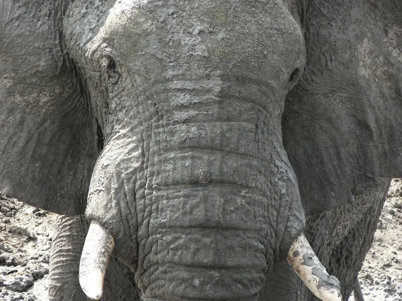 Un elefante del Botswana visto da vicino