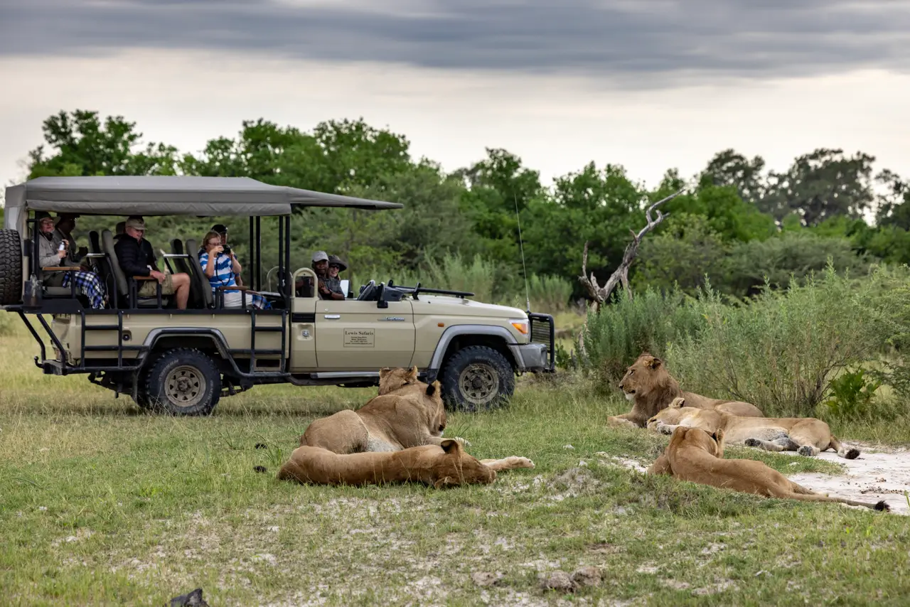 Leoni a pochi metri dal fuoristrada durante un safari