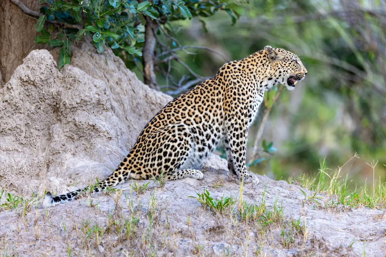 Un leopardo su un termitaio