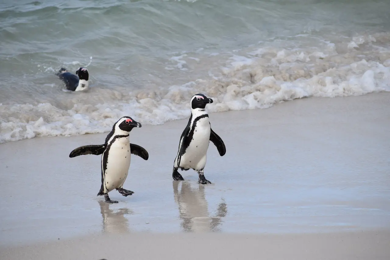 Pinguini africani sulla battigia di Boulders Beach