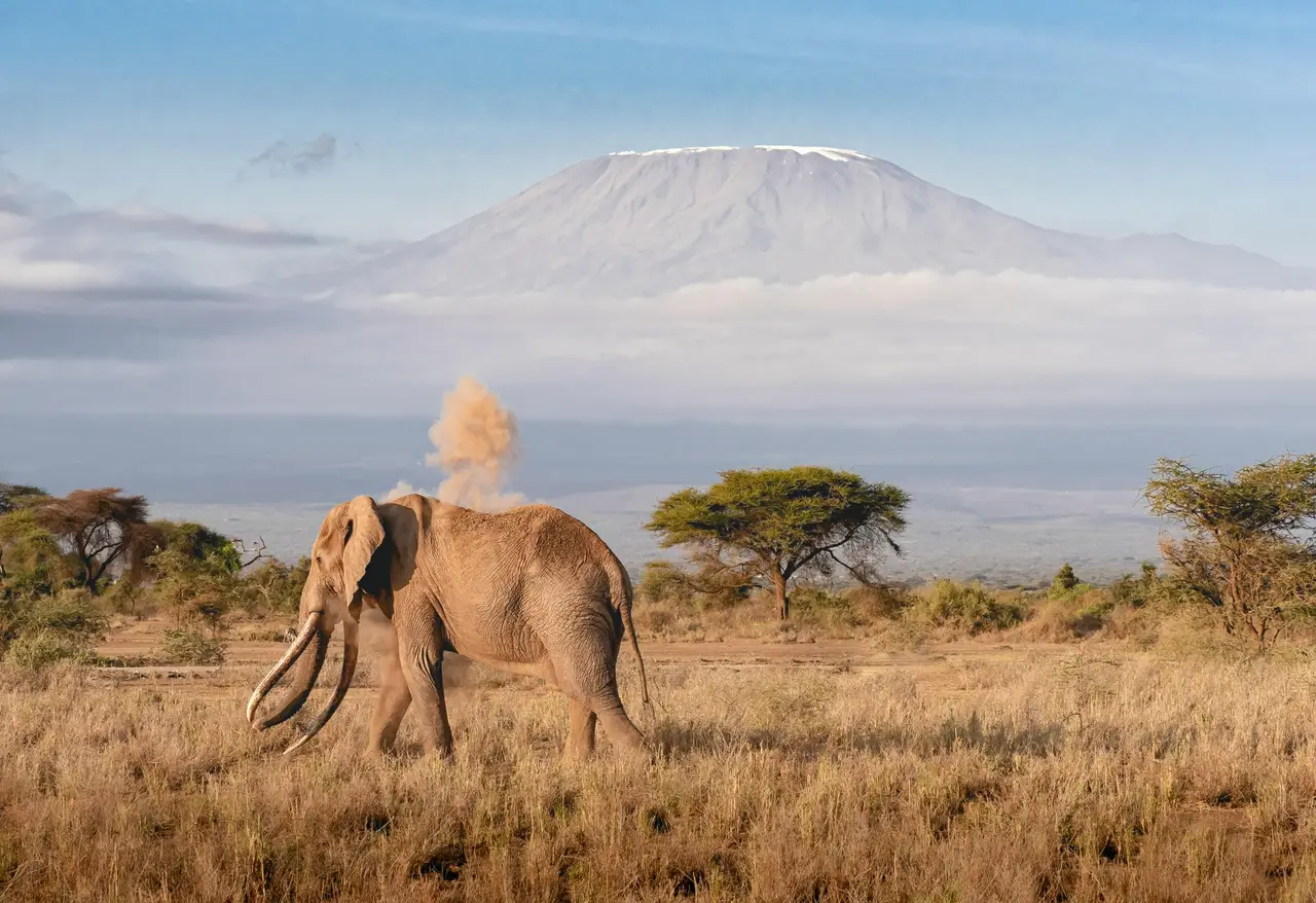 Elefante che si cosparge di polvere davanti al Kilimangiaro