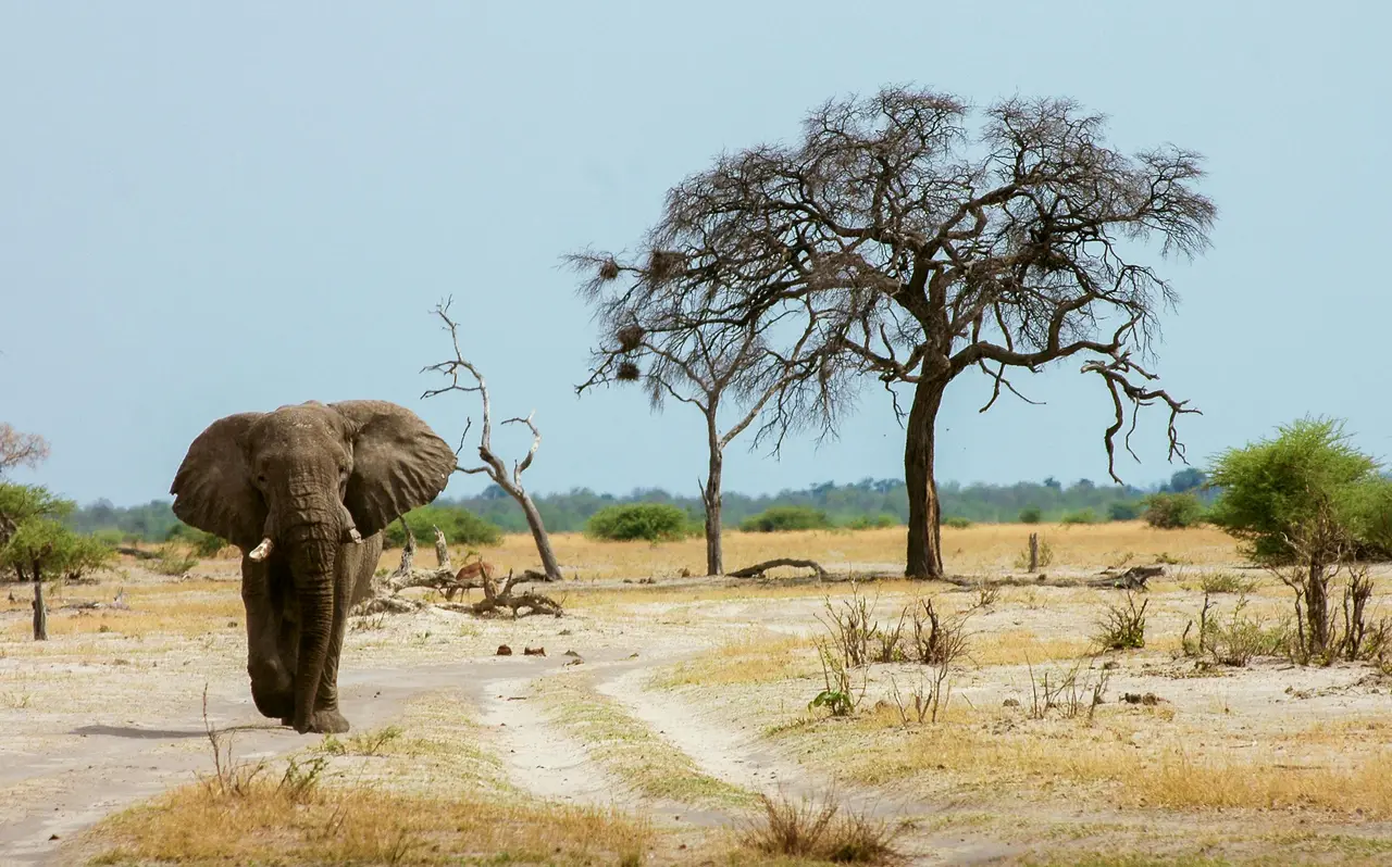 Elefante su una pista sabbiosa tra le acacie, nella stagione secca