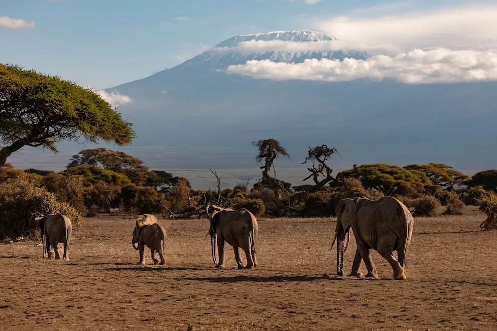 Elefanti nella pianura di Amboseli con il Kilimangiaro innevato sullo sfondo