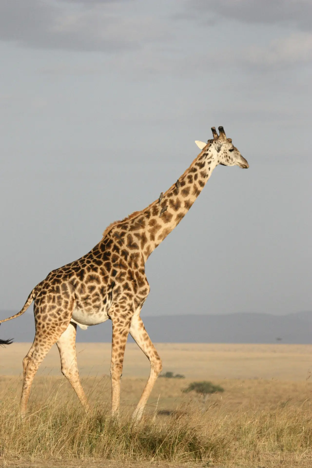 Giraffa che cammina nella prateria