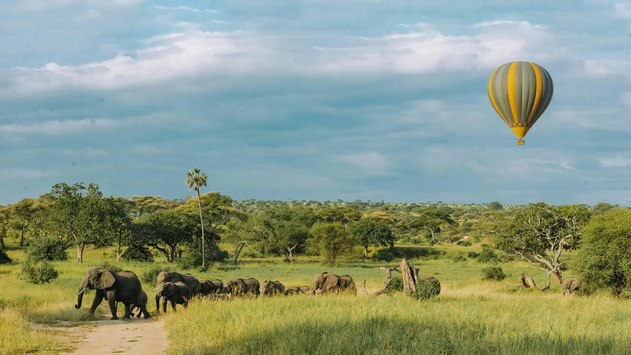 Branco di elefanti nella savana della Tanzania, con una mongolfiera in volo