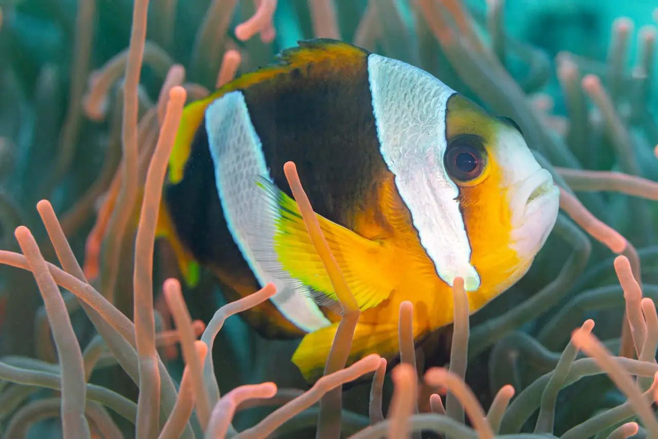 Pesce pagliaccio tra gli anemoni a Nosy Sakatia