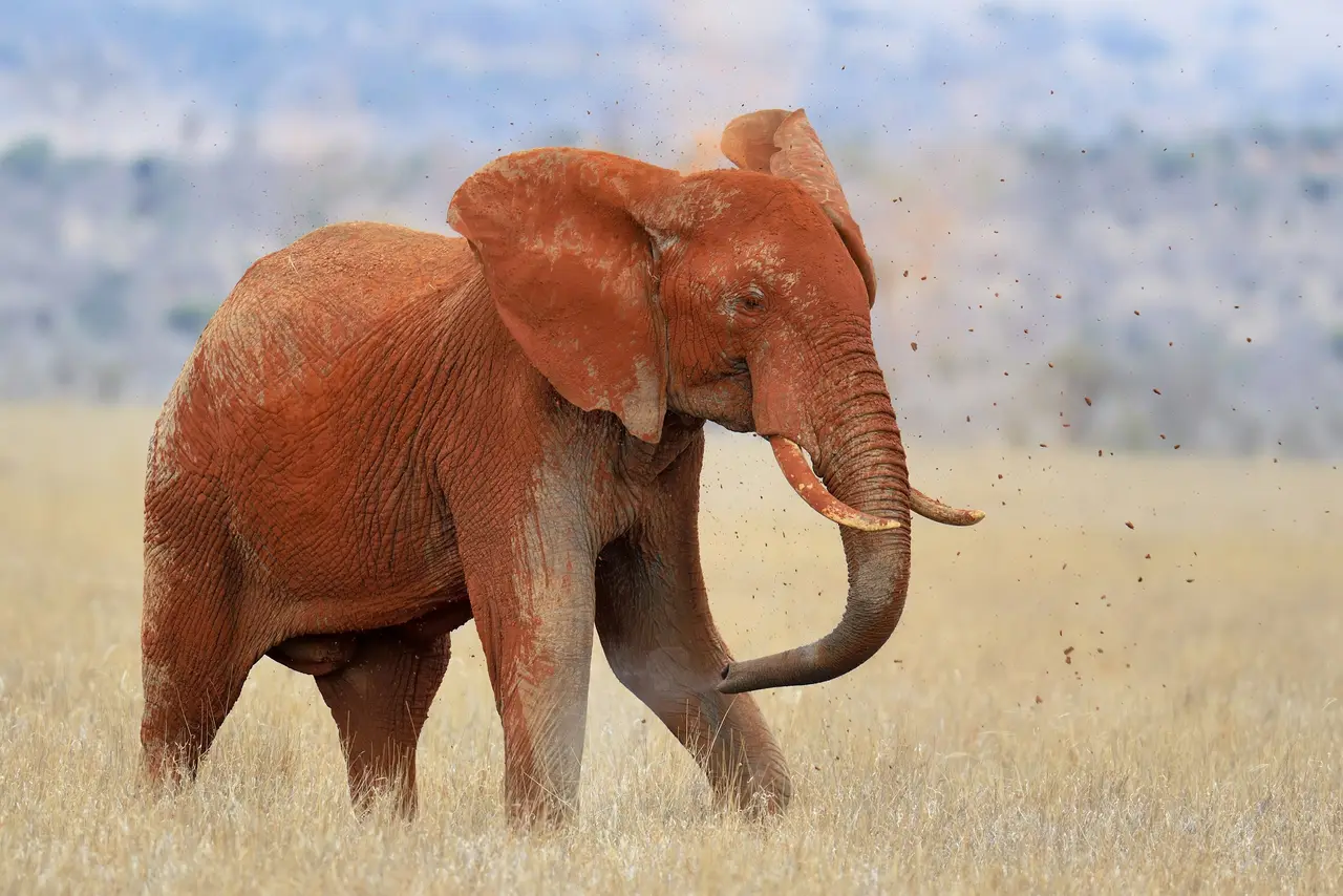 Elefante rosso nella polvere dello Tsavo