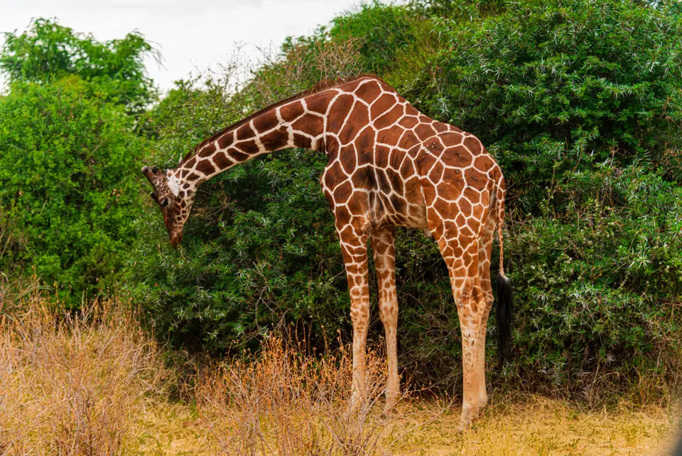 Giraffa reticolata a Samburu
